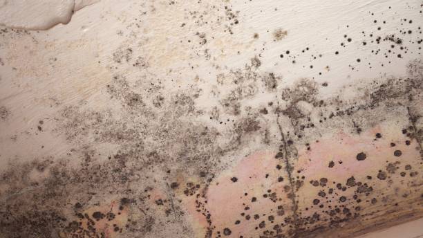 Professional Mold Removal in Stone Ridge, NY